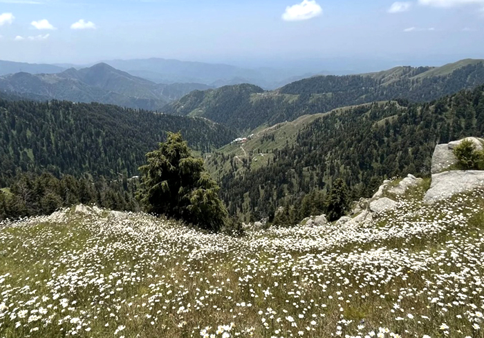 Peace Channels Dalhousie Resorts